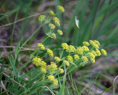 Bupleurum americanum