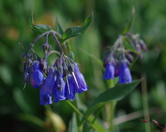 Mertensia paniculata paniculata