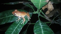 Polypedates leucomystax