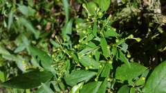 Callaeum macropterum