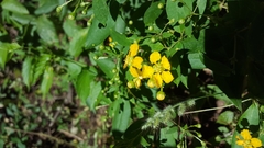 Callaeum macropterum