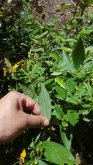 Callaeum macropterum