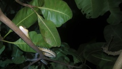 Dendrelaphis pictus