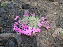Dianthus repens