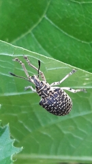 Cydianerus latruncularius