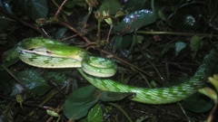 Ahaetulla mycterizans