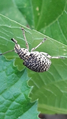 Cydianerus latruncularius