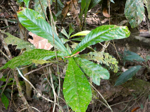 Sour Hardwood (Ristantia pachysperma)