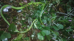 Ahaetulla mycterizans