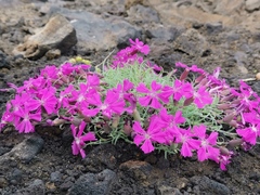 Dianthus repens
