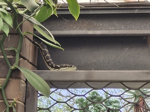 Coastal Carpet Python sighting