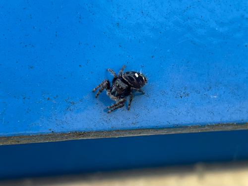Bold Jumping Spider photographed in Vermont
