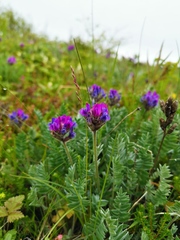 Oxytropis erecta