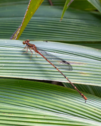Megalagrion oahuense, 2025-09-03