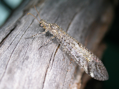 Glenoleon dissolutus