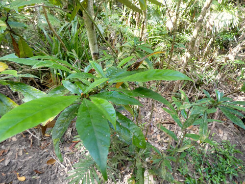 Gardenia actinocarpa, photograph 3