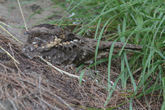 Caprimulgus poliocephalus