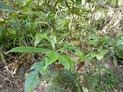 Gardenia actinocarpa, photograph 2