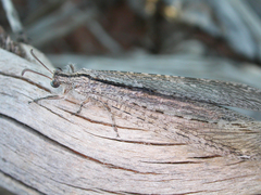 Heoclisis fundata