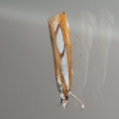 Catoptria permutatellus