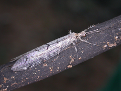 Compsoleon bembicidis