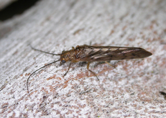 Stenosialis australiensis