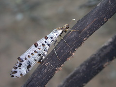 Periclystus aureolatus