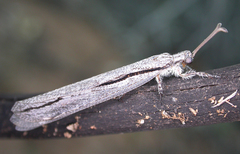Protoplectron