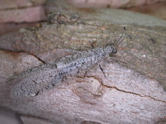Protoplectron venustum