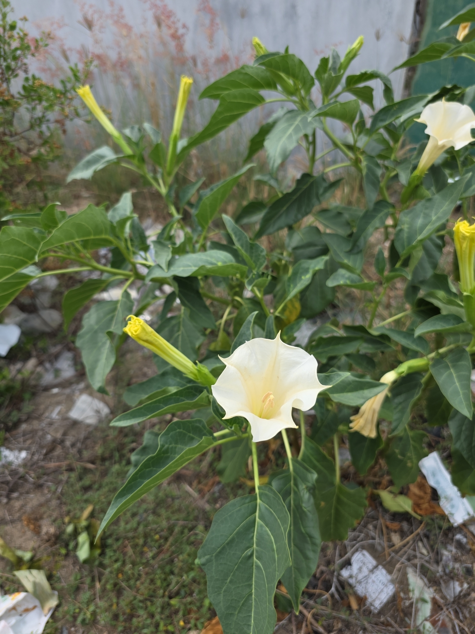 Datura metel (Datura metel)