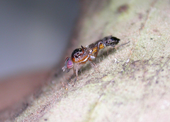 Acraspisa