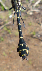 Stylurus scudderi