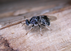 Lecomyia cyanea