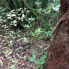 Leucopogon fasciculatus