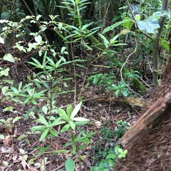 Leucopogon fasciculatus