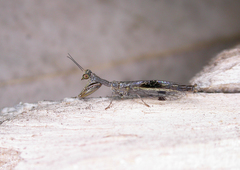 Theristria stigma