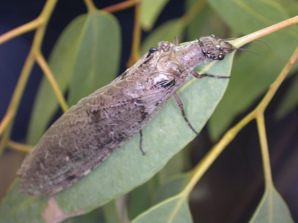 Dysmicohermes ingens