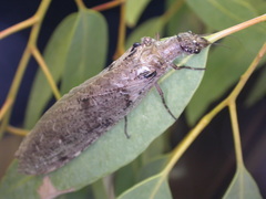 Dysmicohermes ingens