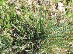 Dactylis glomerata hispanica