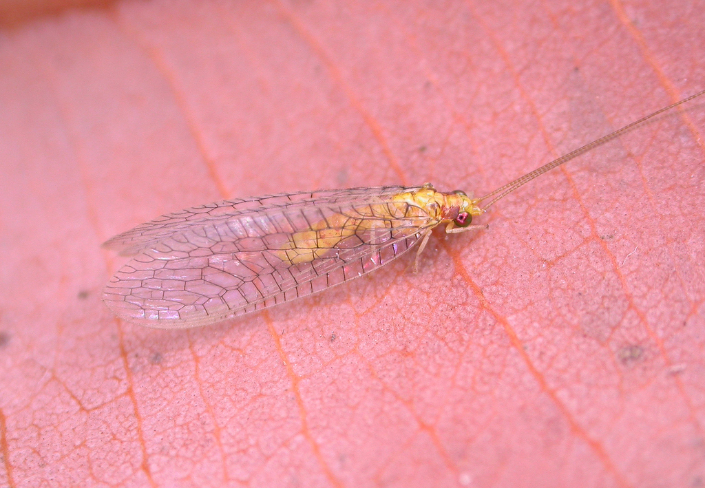 Brinckochrysa cardaleae