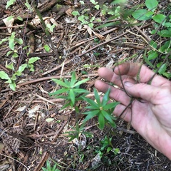 Leucopogon fasciculatus
