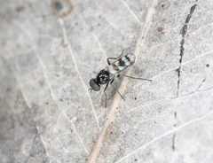 Acraspisa