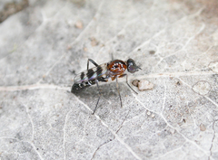 Acraspisa