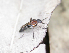 Acraspisa