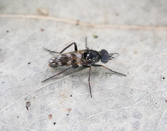 Acraspisa