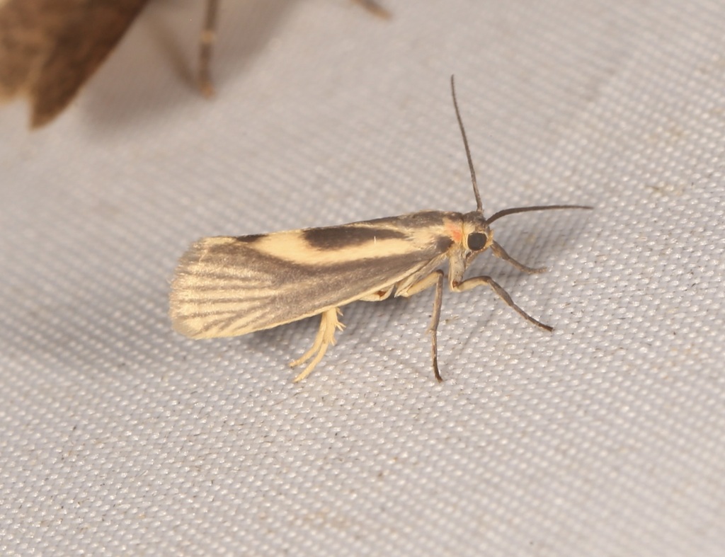 Callisthenia lacteata