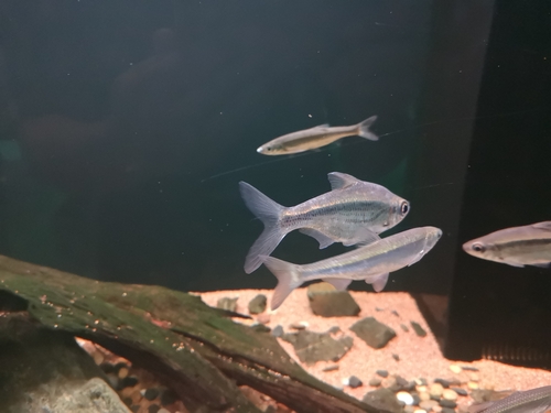 Striped bream (Sinibrama taeniatus) — Cyprinidae — 3