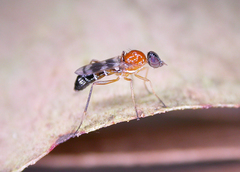 Acraspisa