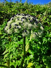 Angelica gmelinii