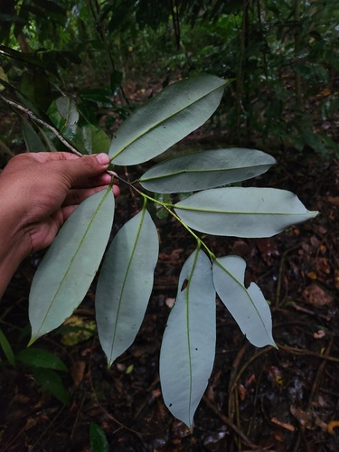 Maasia glauca observed 2025-08-14